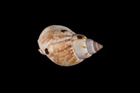 藏品(素面織紋螺)的圖片